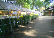 菊花展